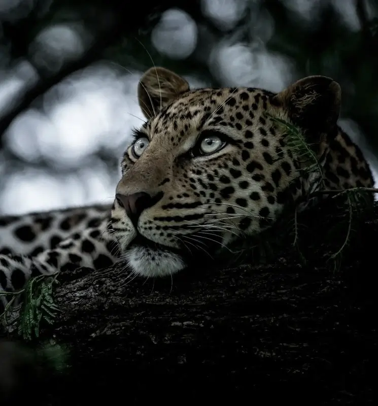 singita-opt-sat-down (1) (1)